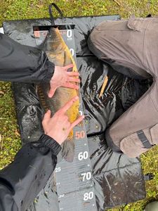 Mirror Carp