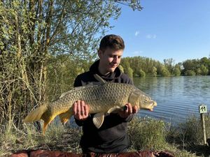 Common Carp