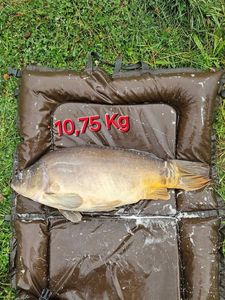 Mirror Carp