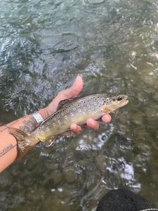 Brown Trout