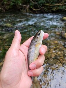 Brown Trout