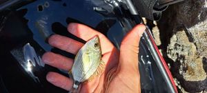 Annular Seabream