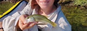 Smallmouth Bass