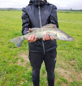 Zander