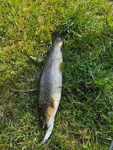 Brown Trout