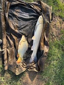 Grass Carp