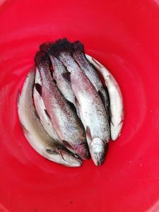 Rainbow Trout