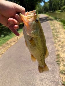 Largemouth Bass