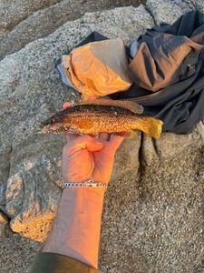 Ballan Wrasse