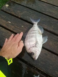 Black Seabream