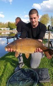 Common Carp