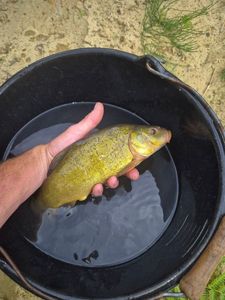 Tench