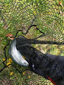 Rainbow Trout