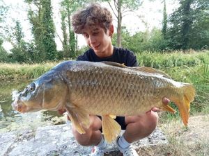 Common Carp