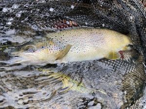 Brown Trout