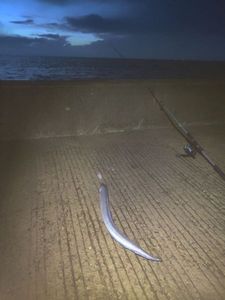 Conger