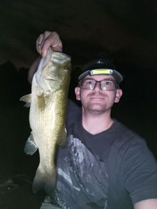 Largemouth Bass