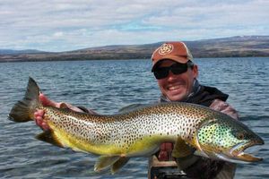 Brown Trout