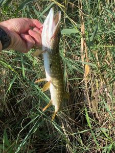 Northern Pike