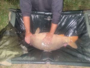 Mirror Carp