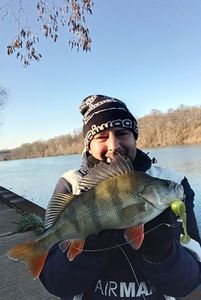 European Perch