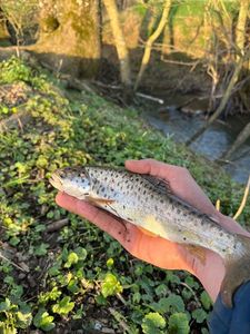 Brown Trout