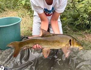 Barbel