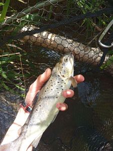 Brown Trout