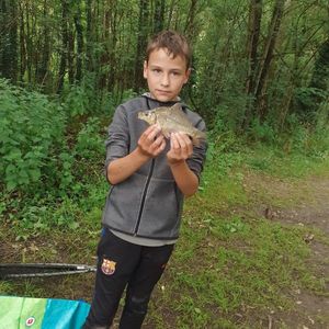 Common Carp