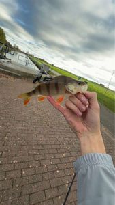European Perch