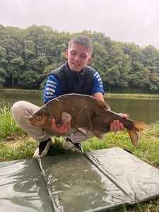 Common Bream