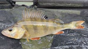 European Perch