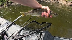 Brown Trout