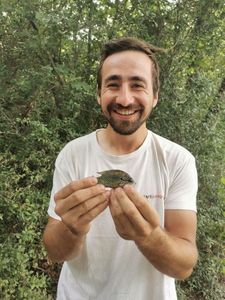 Green Sunfish