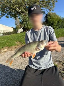 European Perch