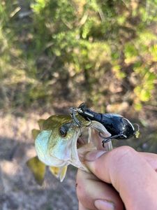 Largemouth Bass