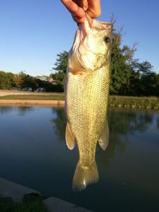 Largemouth Bass