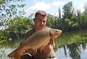 Common Carp
