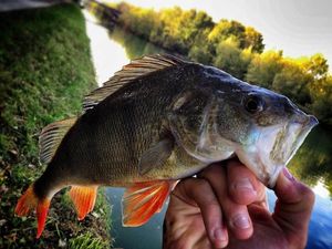 European Perch