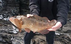 Ballan Wrasse