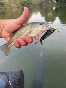 Smallmouth Bass