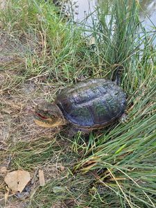 Tortue serpentine