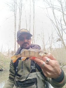 European Perch