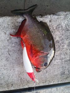 Piranha Rouge (Piranha à Ventre Rouge)