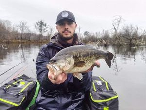 Largemouth Bass
