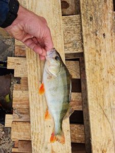 European Perch