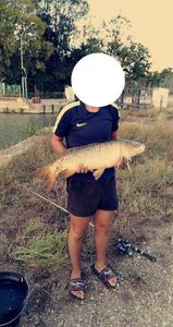 Common Carp