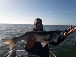 European Bass (Seabass)