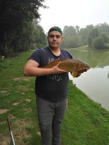 Common Carp