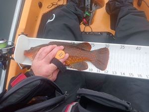 Ballan Wrasse